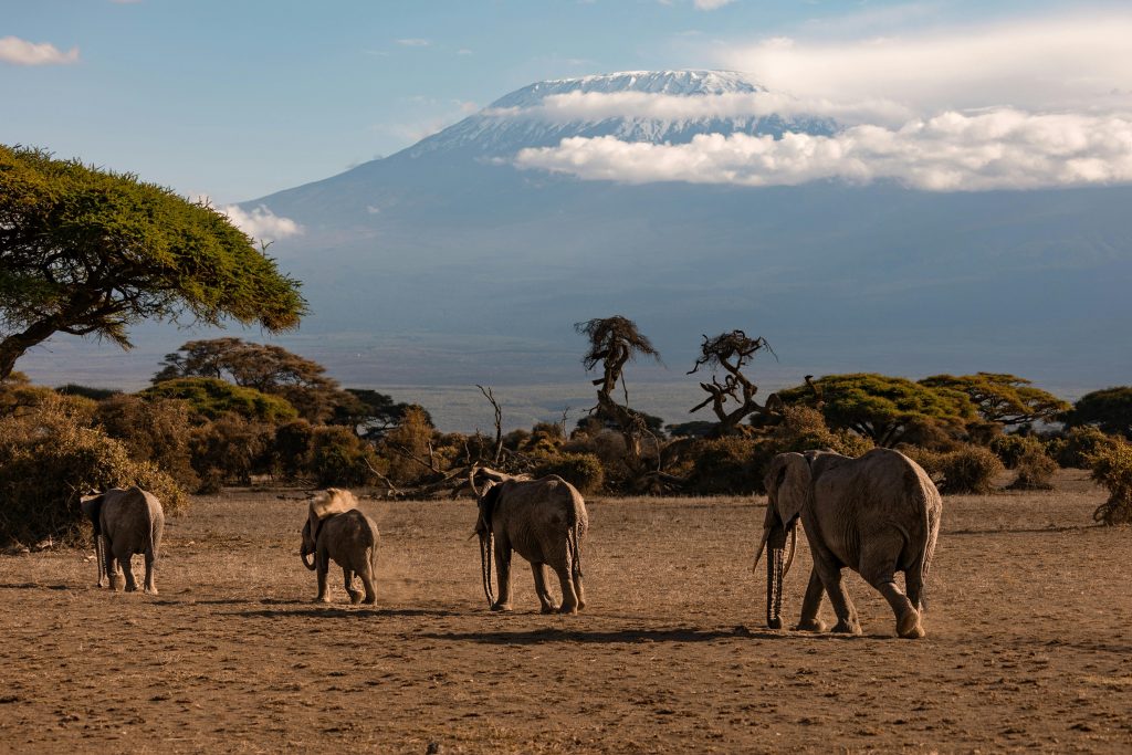 A herd of African elephants walking on savannah with Mount Kilimanjaro in the background.