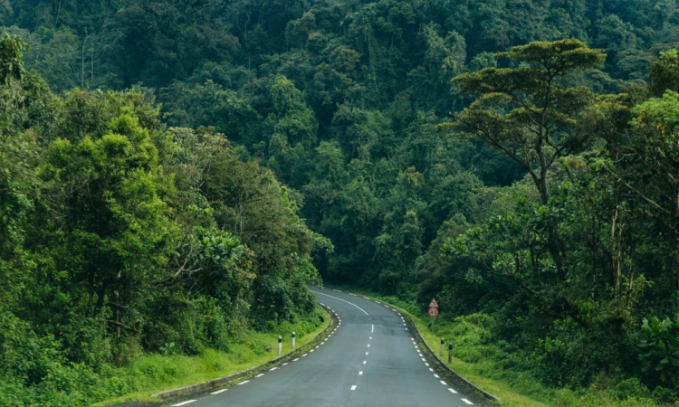 Self Drive to Nyungwe National Park – Canopy Walk Rwanda