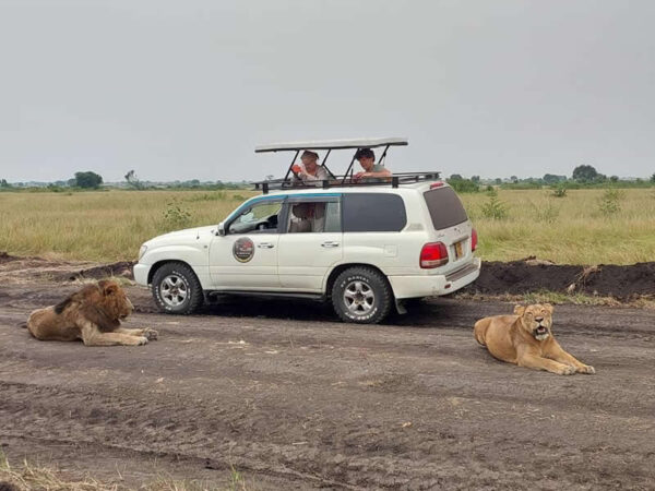Looking for a reliable self drive car rental in Rwanda? Kigali Car Rent offers affordable 4x4s, SUVs, and luxury vehicles with unlimited adventure. Book today