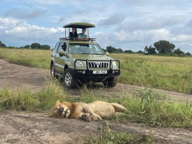 Toyota Safari Land Cruiser hire in Rwanda with pop-up roof open during an Akagera game drive