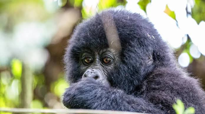 4x4 car rental for gorilla trekking in Rwanda near Volcanoes National Park